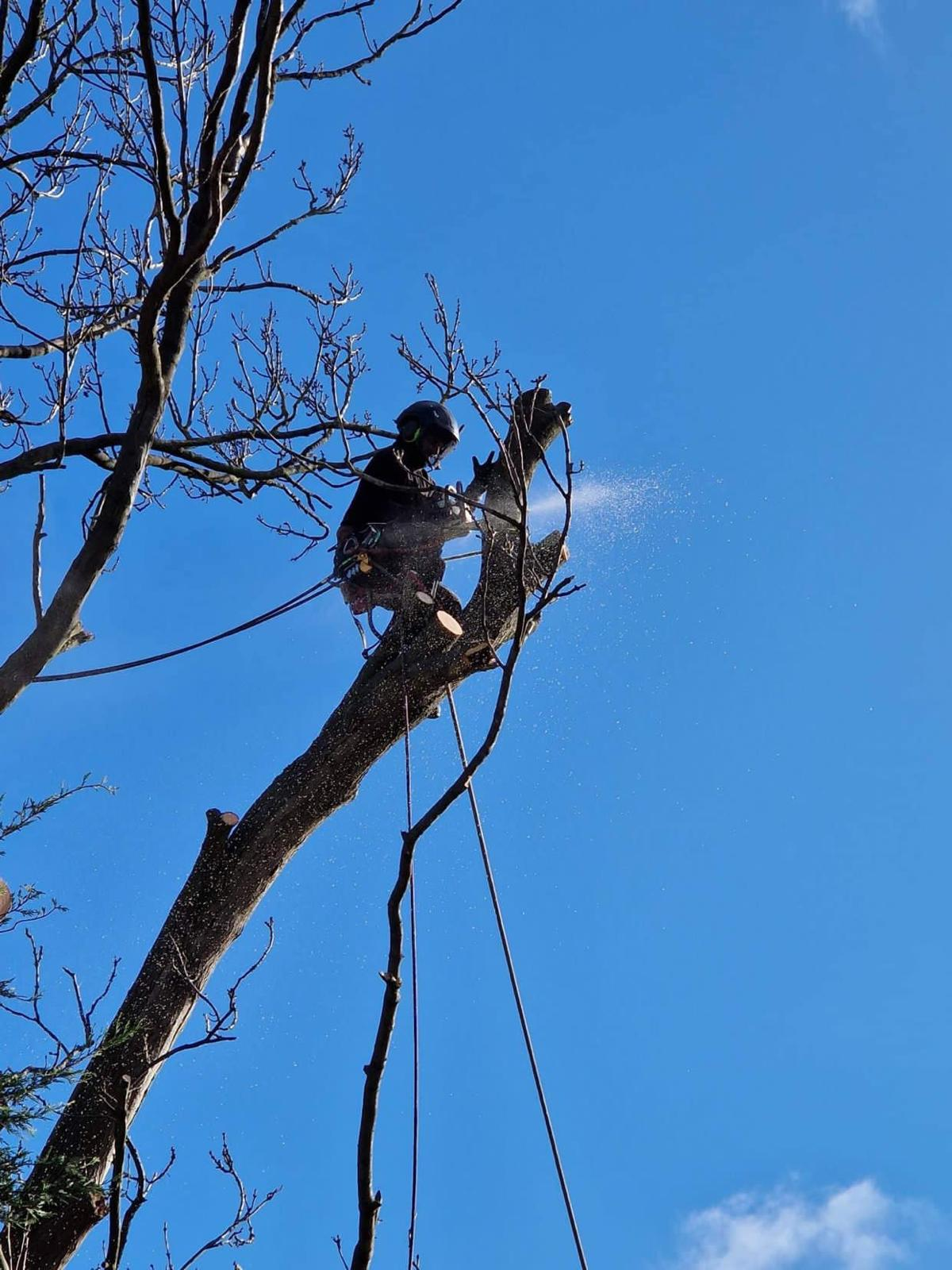 Gildergreen climbing arborist sectionally dismantling a tall tree against a clear blue Bedfordshire sky