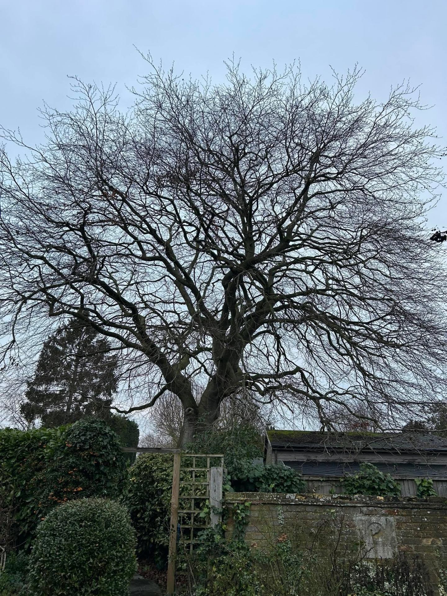 Tree surgery project 3 — before