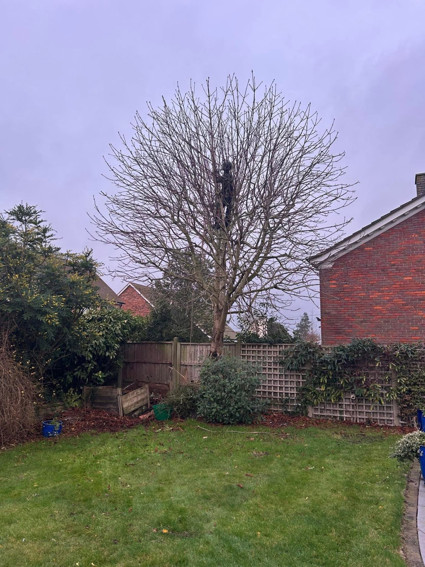 Tree surgery project 4 — before