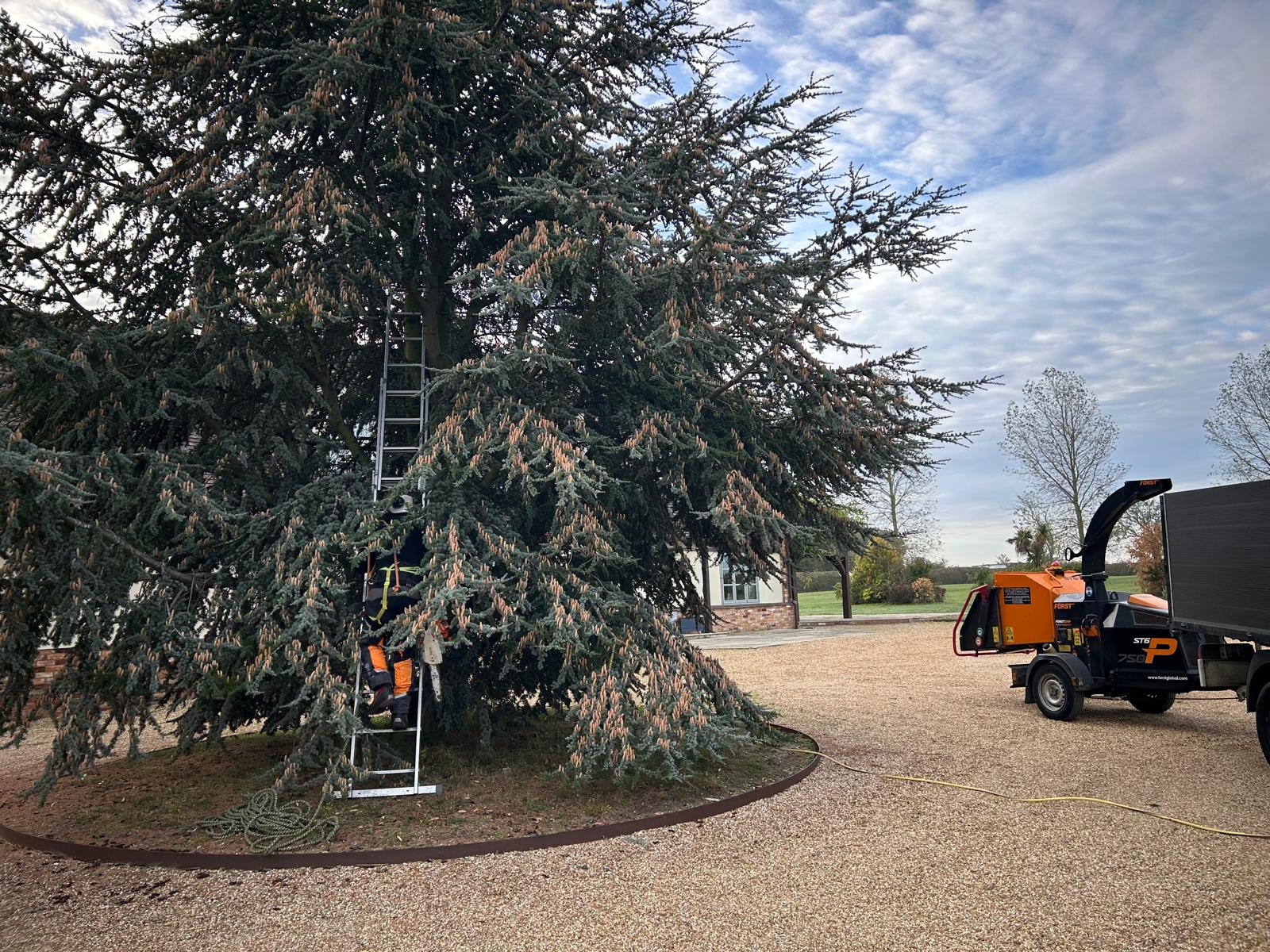 Overgrown cedar on a gravel driveway crown-lifted and thinned by Gildergreen — before