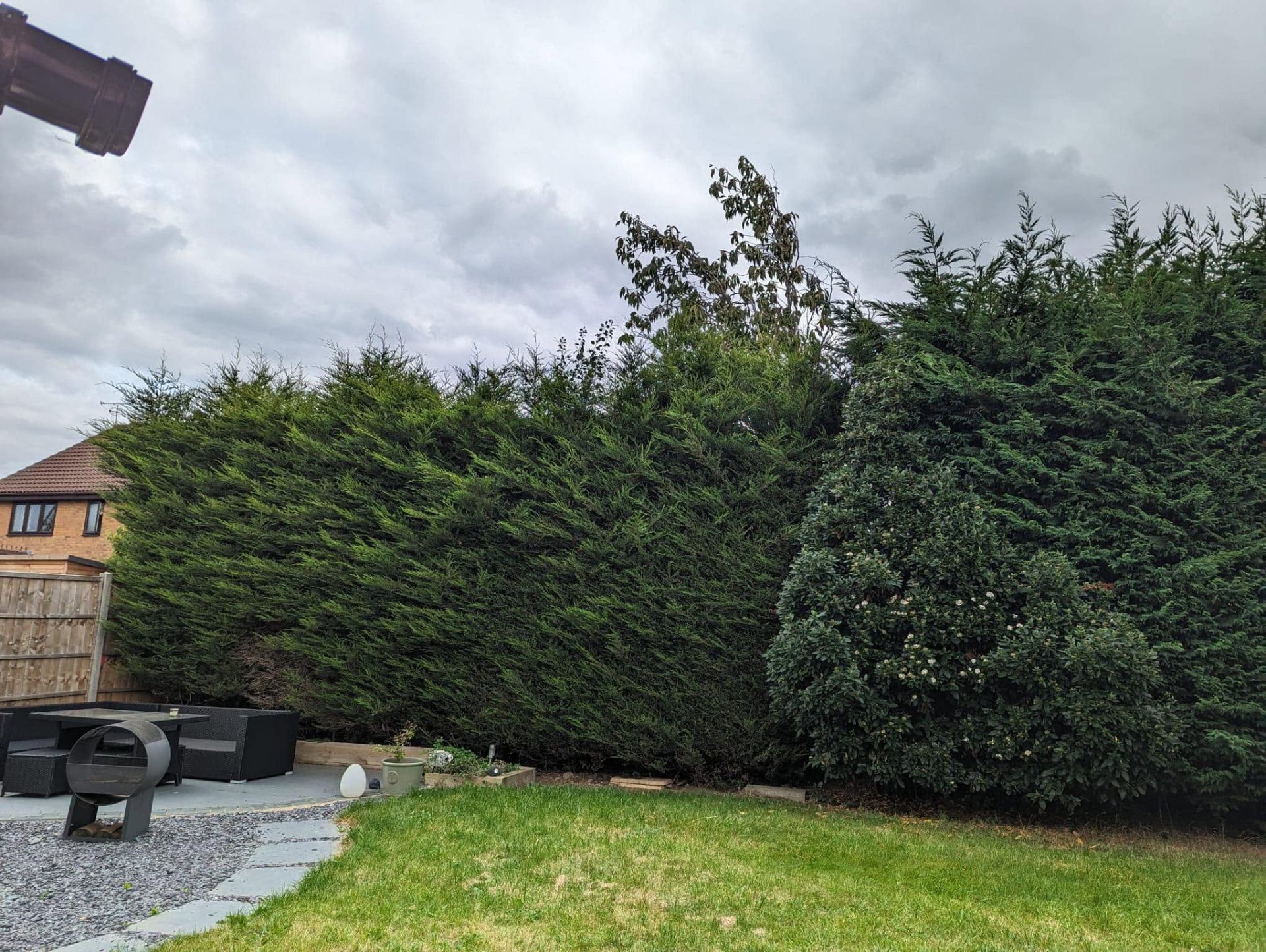 Tree surgery project 6 — before