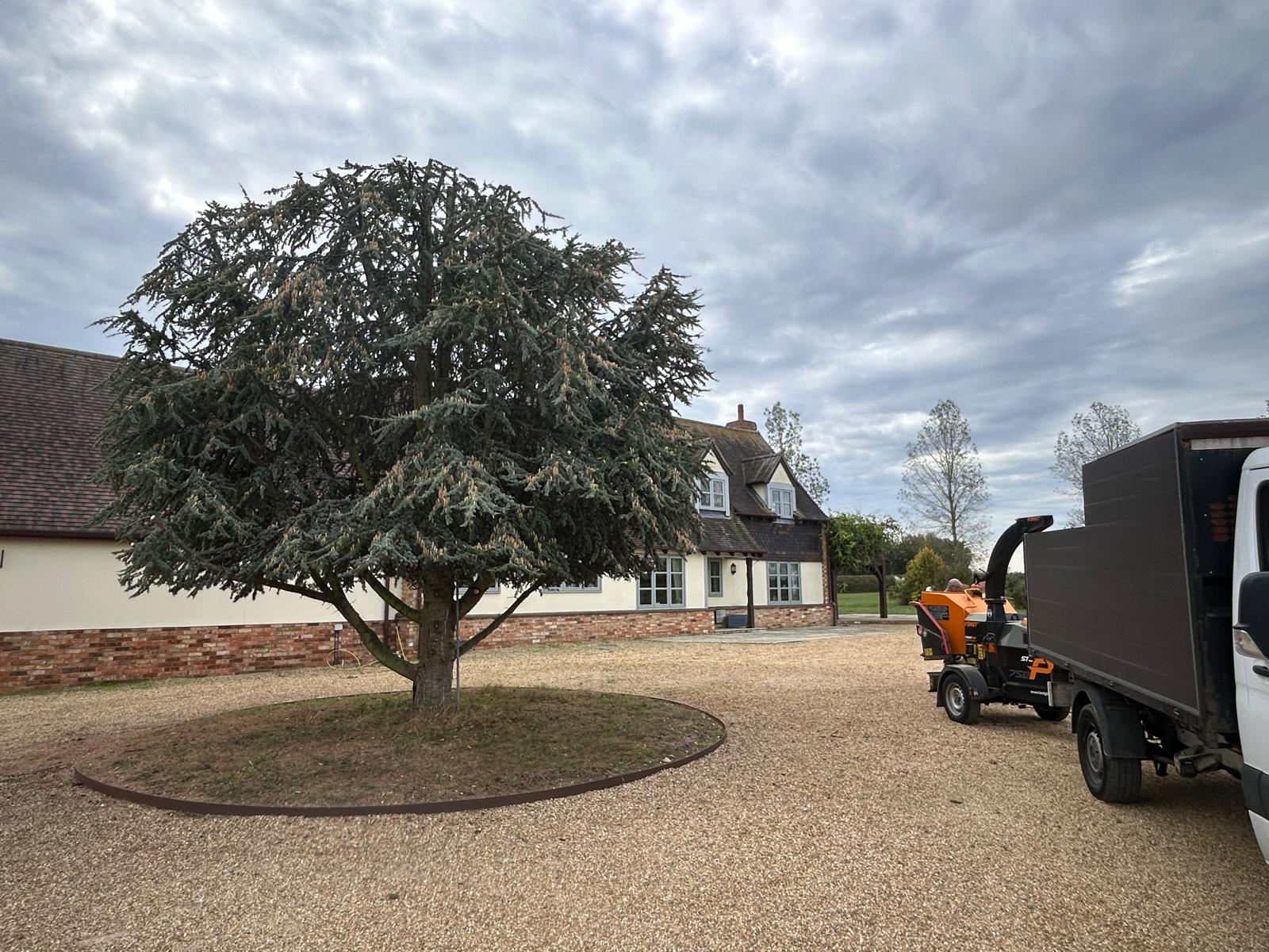 Overgrown cedar on a gravel driveway crown-lifted and thinned by Gildergreen — after