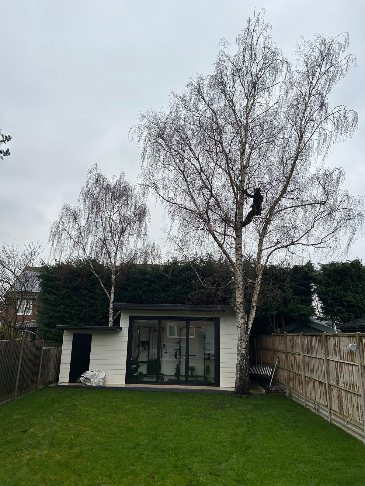 Before and after tree work — before