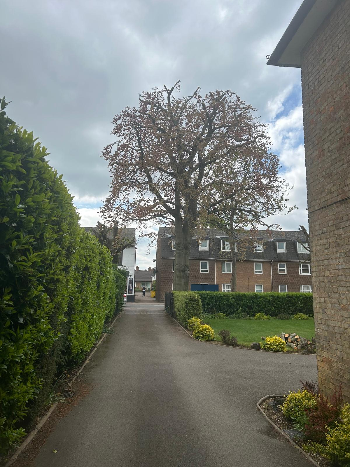 Before and after tree work — after