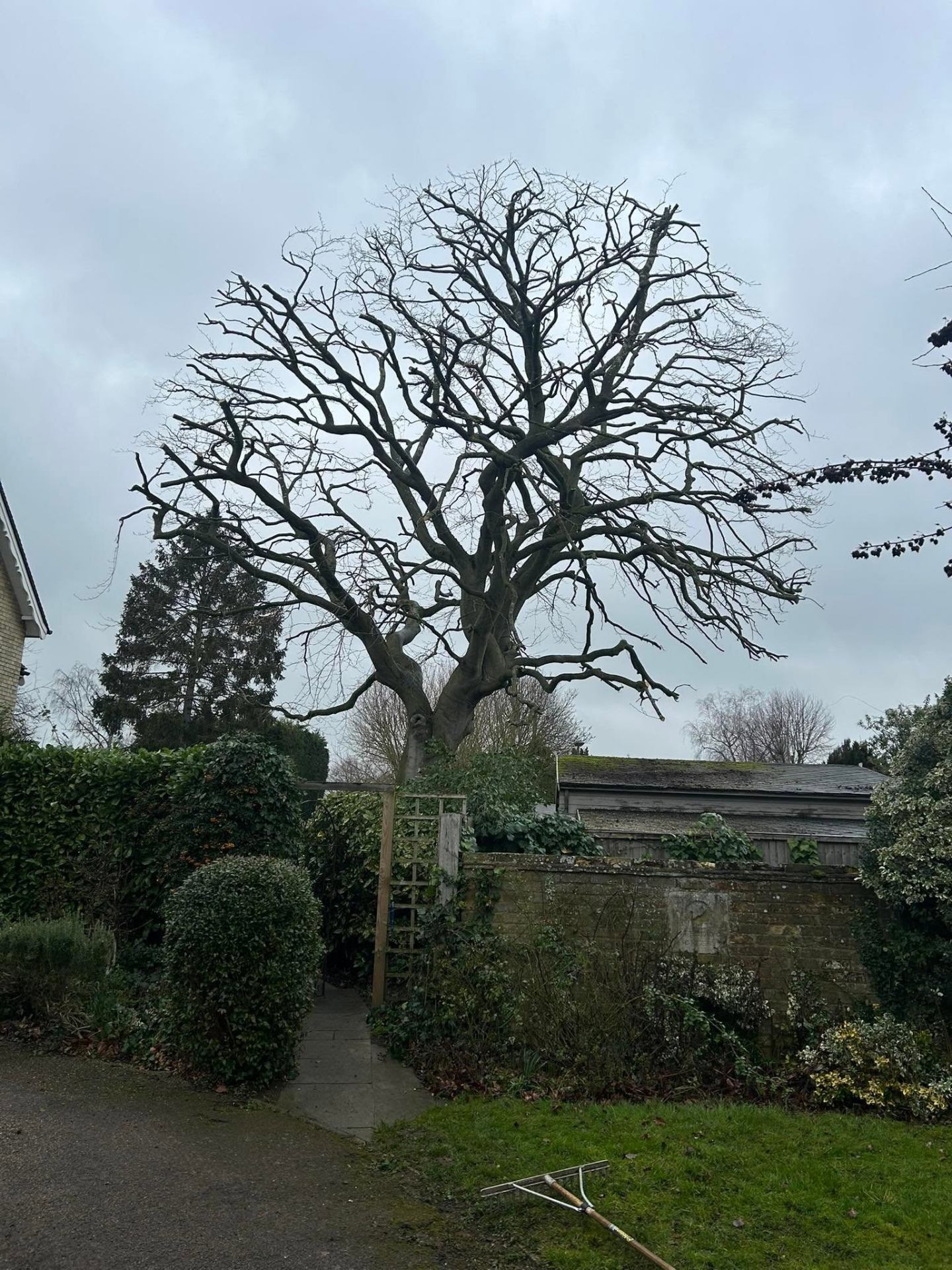 Tree surgery project 3 — after
