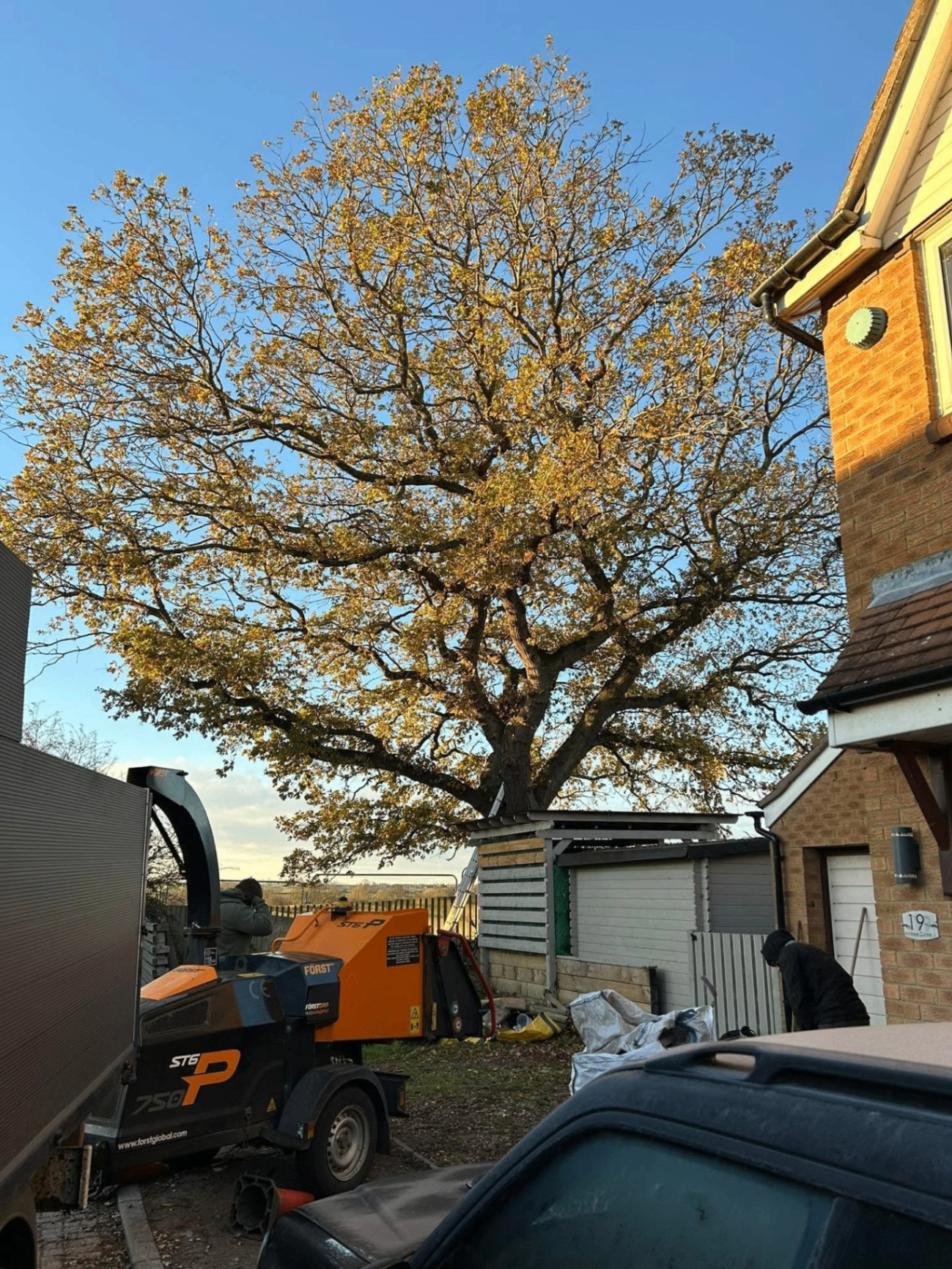 Before and after tree work — before