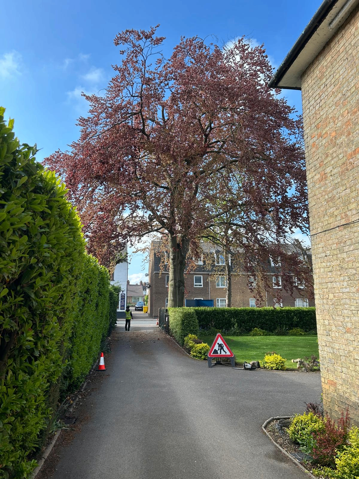 Before and after tree work — before